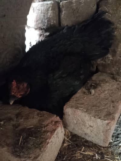 mashAllah Kork madi for sale 03069522019