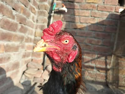 band gaddi breeder aseel murgha available