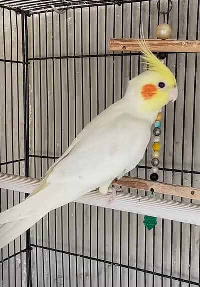 Cockatiels Confirm Breeding Pair (For sell)