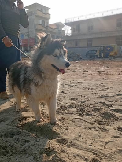 Siberian Husky Male  |  Husky Blue Eyes  | Husky Male Dog For Sale |