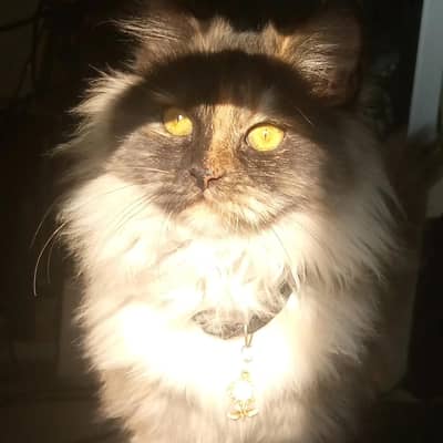 TRIPLE COATED LONG HAIR RUSSIAN CAT