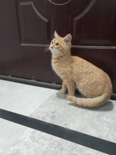 Persian cat for sale