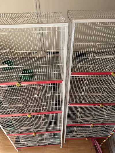 Birds Cages