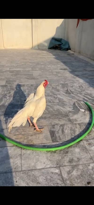 Aseel heera for Sale