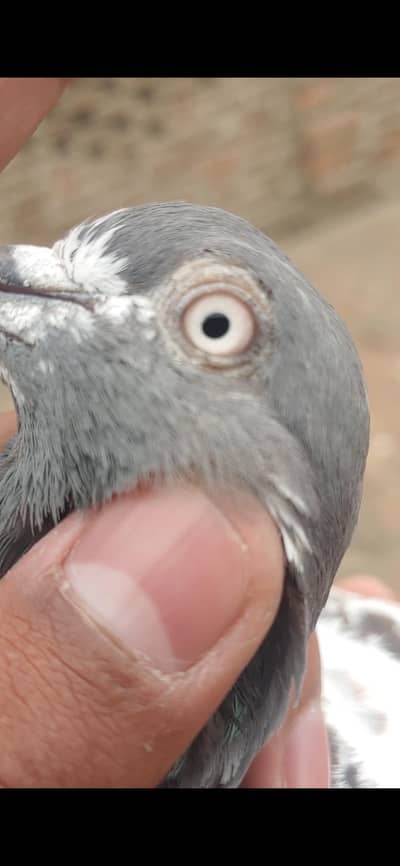 taddy jora greenty vala 03021182799 rabta numbr