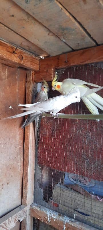 Healthy and active adult pair