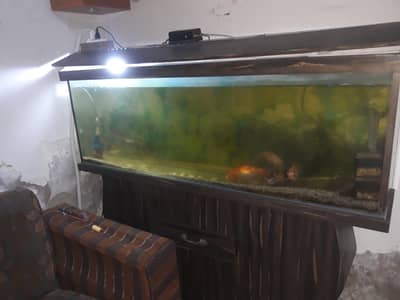 silver shark n Blk mor.