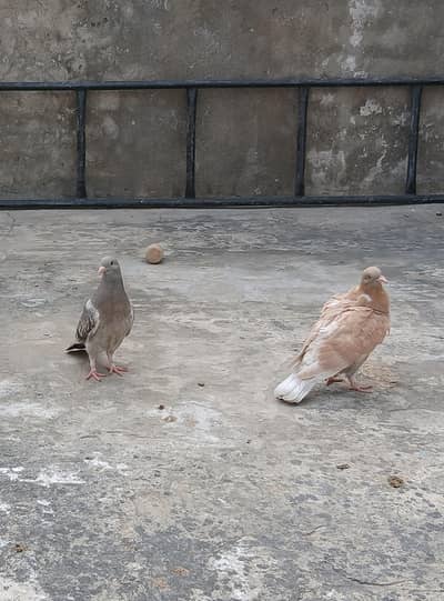 racar chiks  pair 3417364953