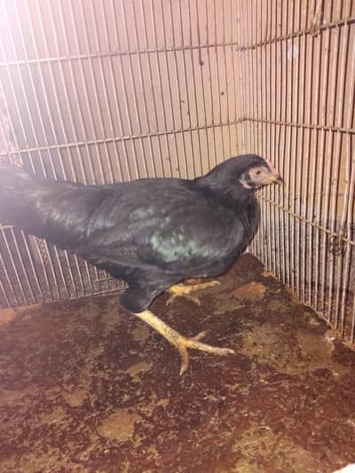 breeder females sell