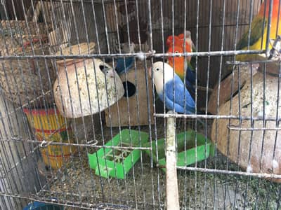 Beautiful love bird pairs