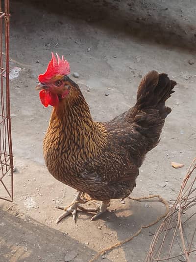 Desi Hens Exchange Desi Murga