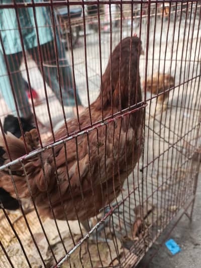 Desi Hens Exchange Desi Murga