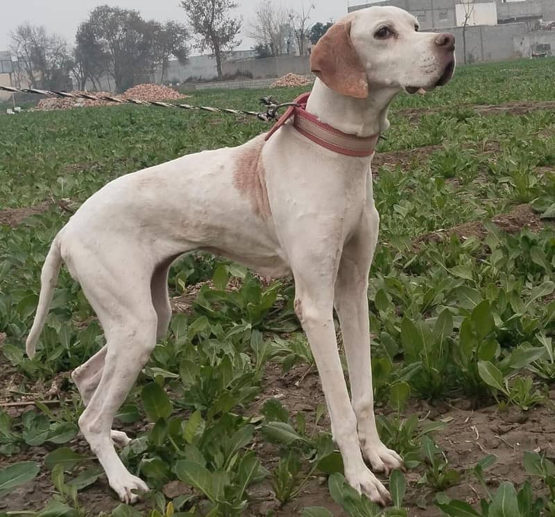 German pointer full size 0