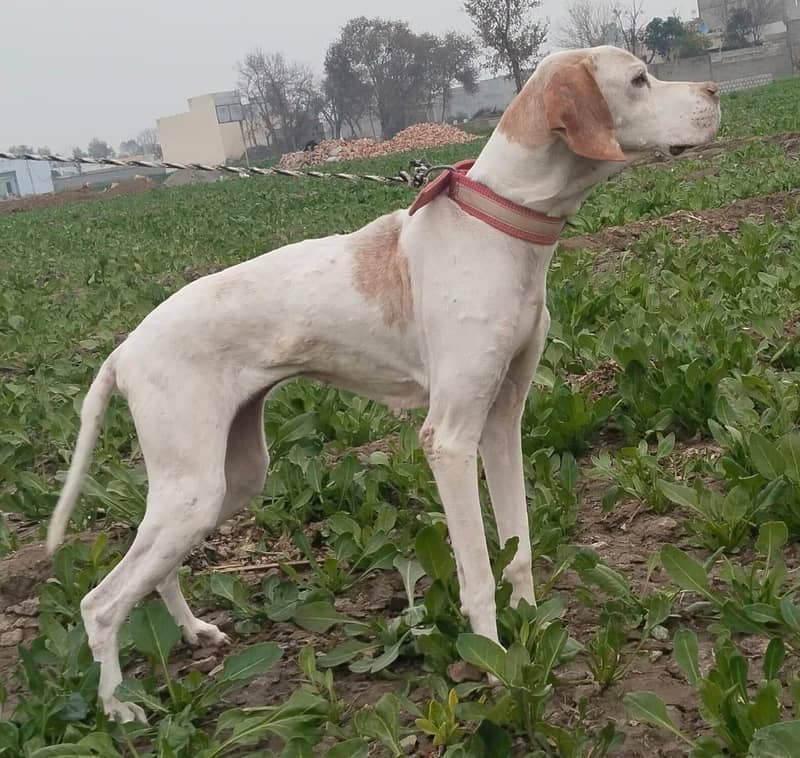 German pointer full size 1
