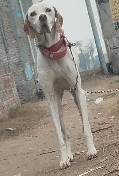 German pointer full size 2