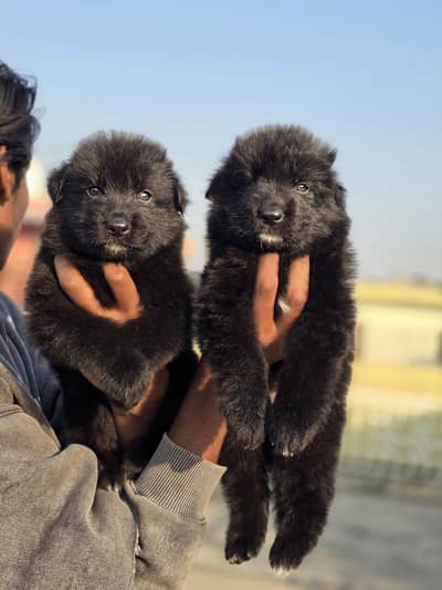 Black Gaeman Long Coat Puppys