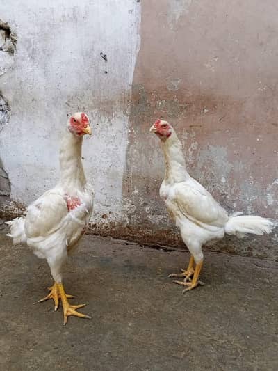 White king german shamo |White shamo female | King shamo |