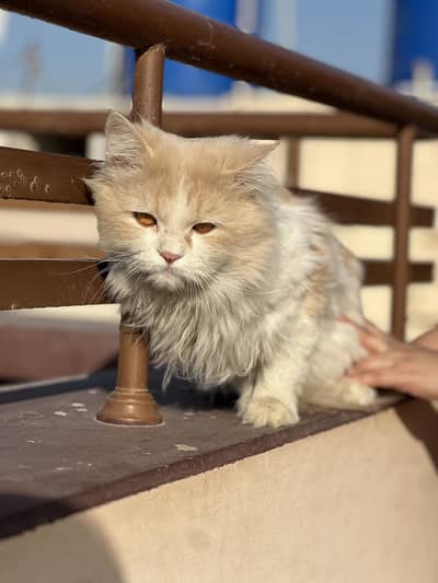 Persian cat pair