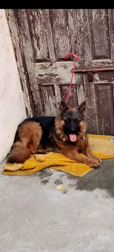 long coat german Shepard male