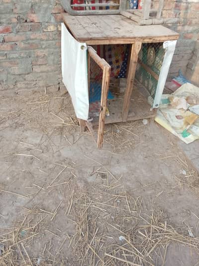 cage wooden 2.5 foot hight length and width up for sale