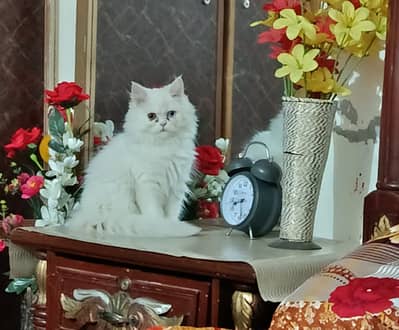 Beautiful Persian cat