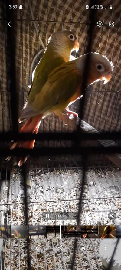 pinapple conure pair for sell