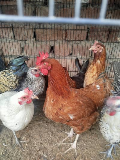 Desi murgiya Andy wali