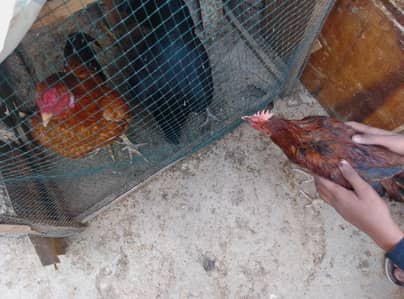 2 year peela male and 2 year black assel female and8 month chick. Dasi