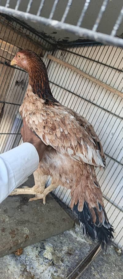 aseel murghi 03115873251