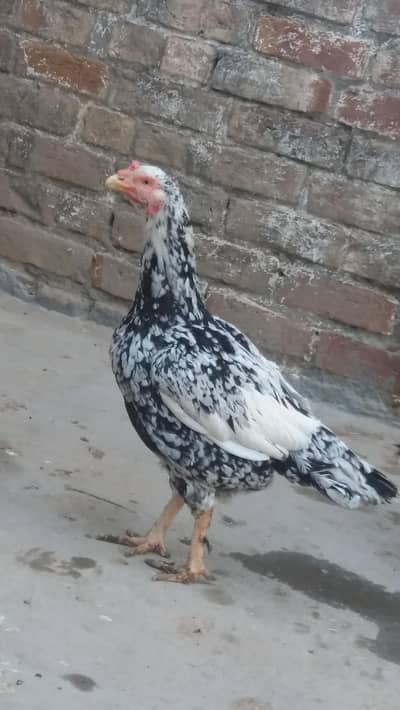 Aseel Breader Female, Argent for sale.