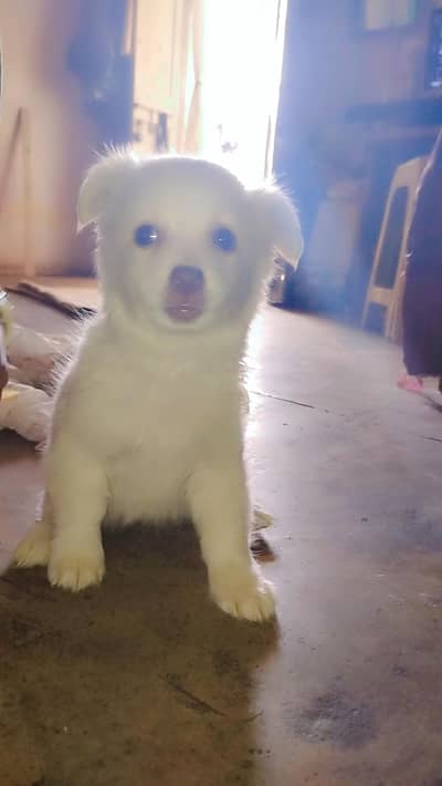 dogs puppy very cute