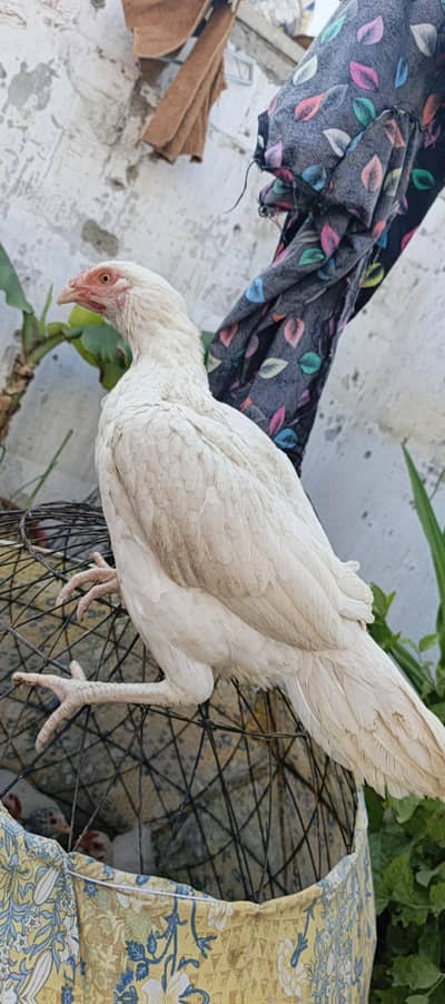 aseel murghi 03115873251