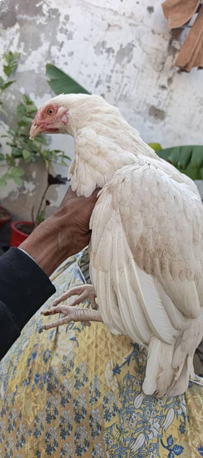 aseel murghi 03115873251