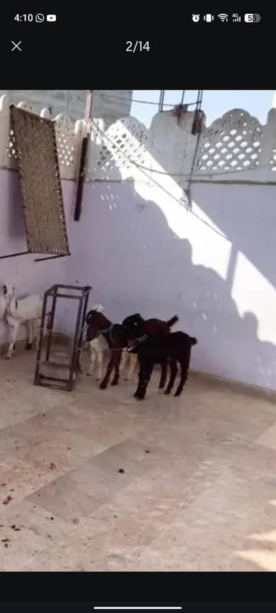 Bakra bakri