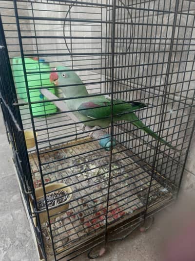 Pahari parrot
