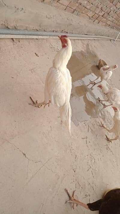 Aseel heera( 03027404545 )