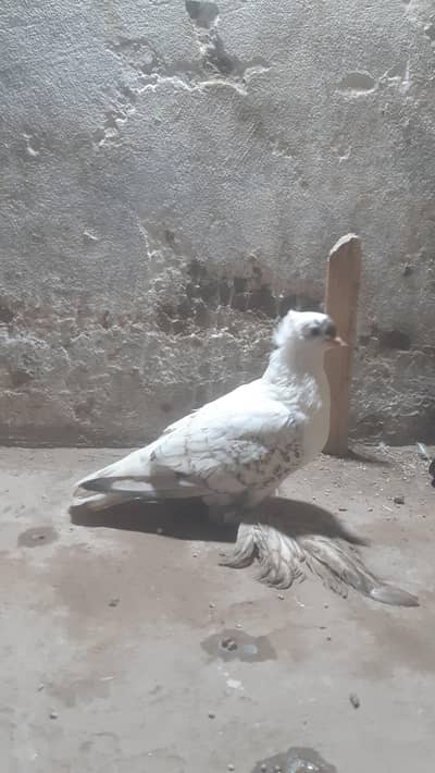 Kalay Mana Male  and Swallow Pair