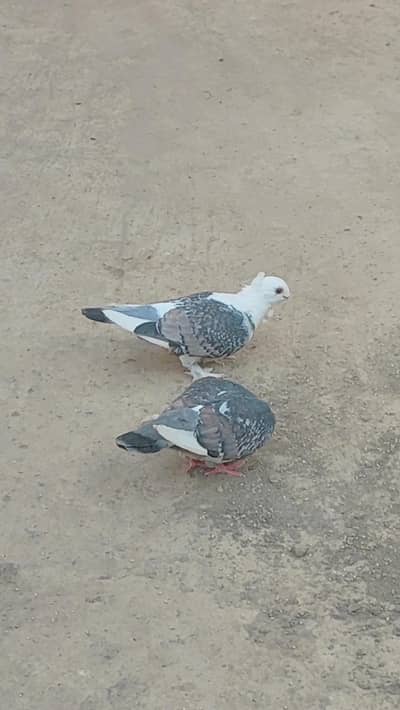 sentient breedar pair