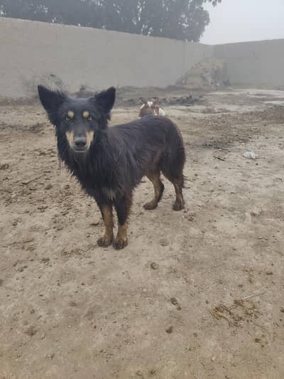 german shepherd and bghari cross