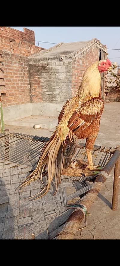Pure Indian Parrot Beak Long Tempered Tail.