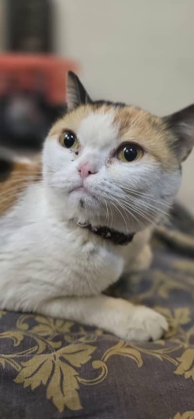 beautifull mother and baby for salee on urgent basis