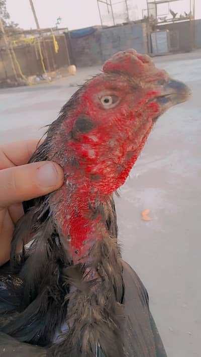 Aseel Murga Available – Contact Inbox