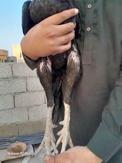 Aseel Murga Available – Contact Inbox