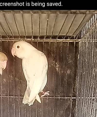 pastle love bird for sell