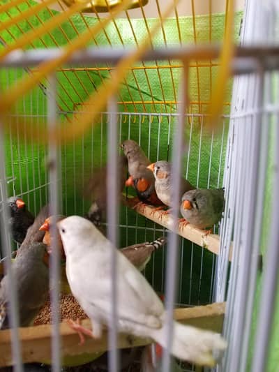 black face or brown face