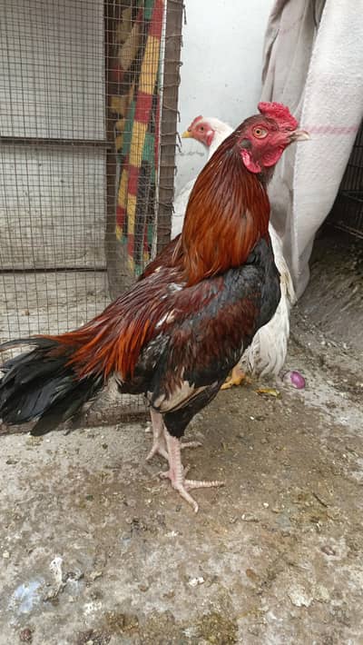 1 x aseel patha 2 x aseel hens