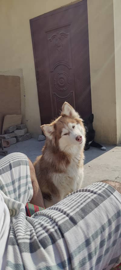Female Siberian Husky for Sale
