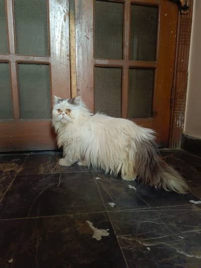 Extreme punch face Van color breeder female