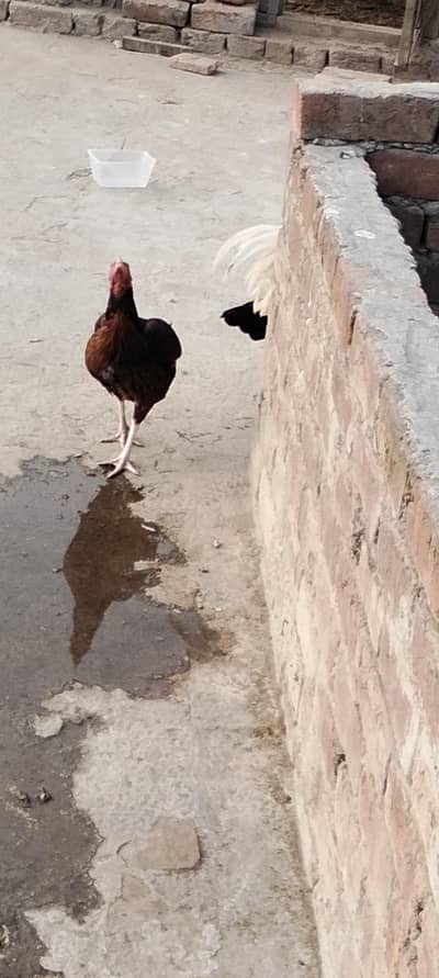 asterloop cros aseel hen