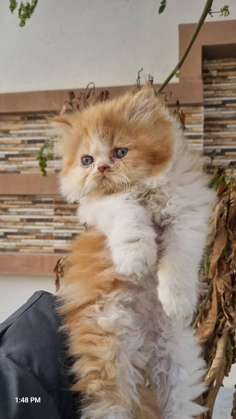Persian kittens 0